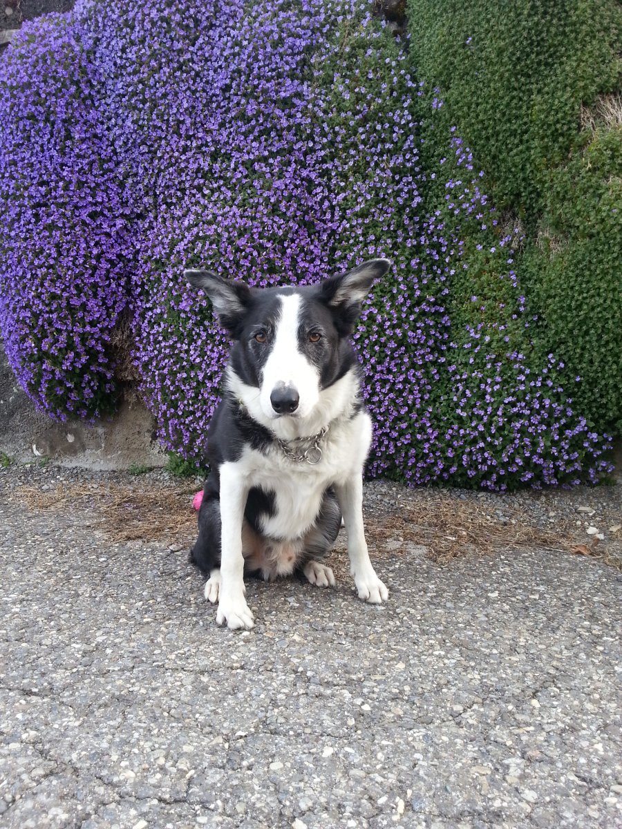 Chien senior bénéficiant d'un accompagnement en naturopathie animale