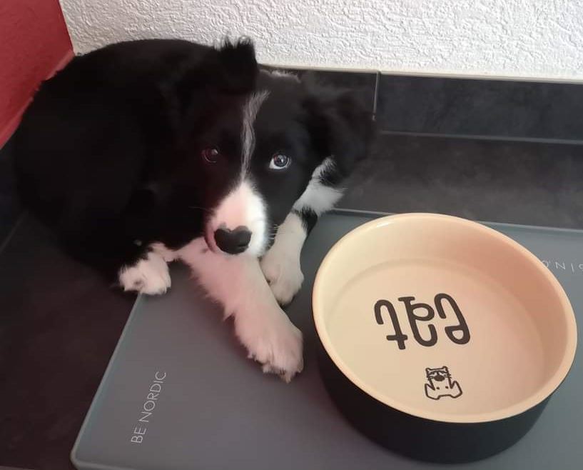 Regard sur la gamelle - conseils alimentaires pour mon animal Une alimentation adaptée à chaque animal est important pour sa santé