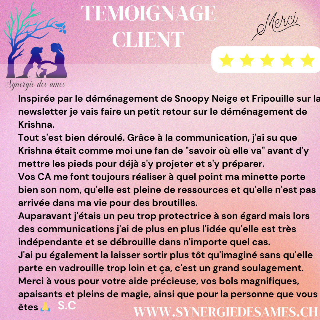 témoignage cliente soins et communication animale Retour d'une cliente satisfaite pour les soins et communications animales à sa chatte