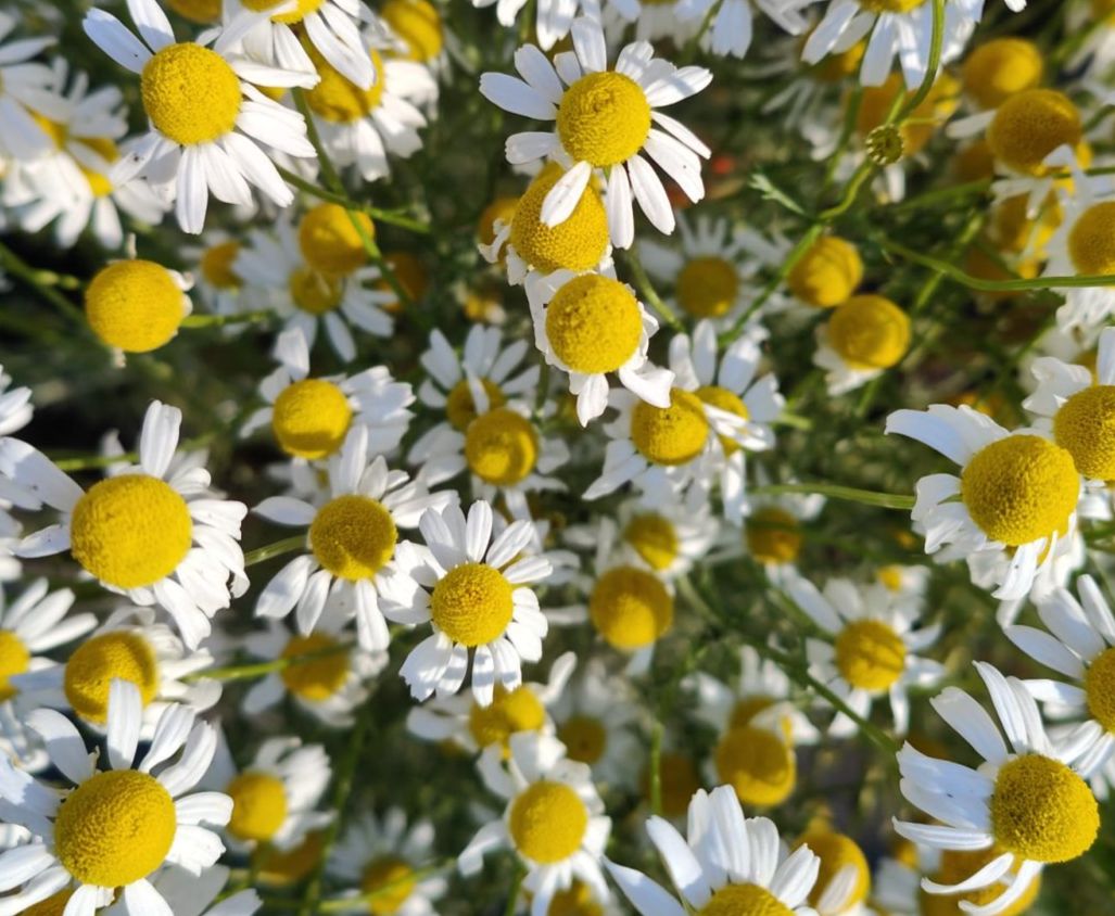 La camomille Plante médicinale qui peut être utilisée avec nos animaux (usage vétérinaire) pour leur bien-être