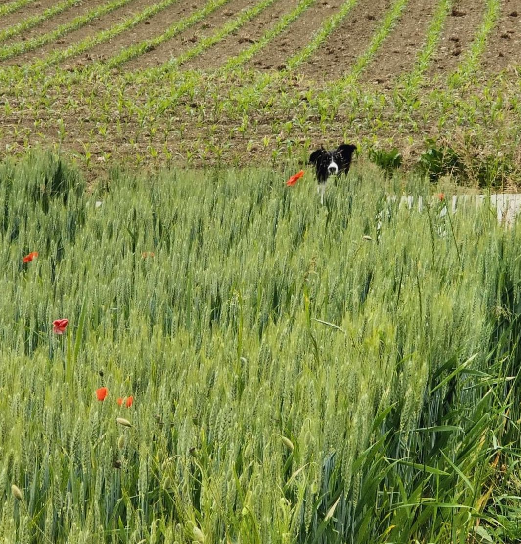 La naturopathie, un moment où l'animal est pris dans sa globalité