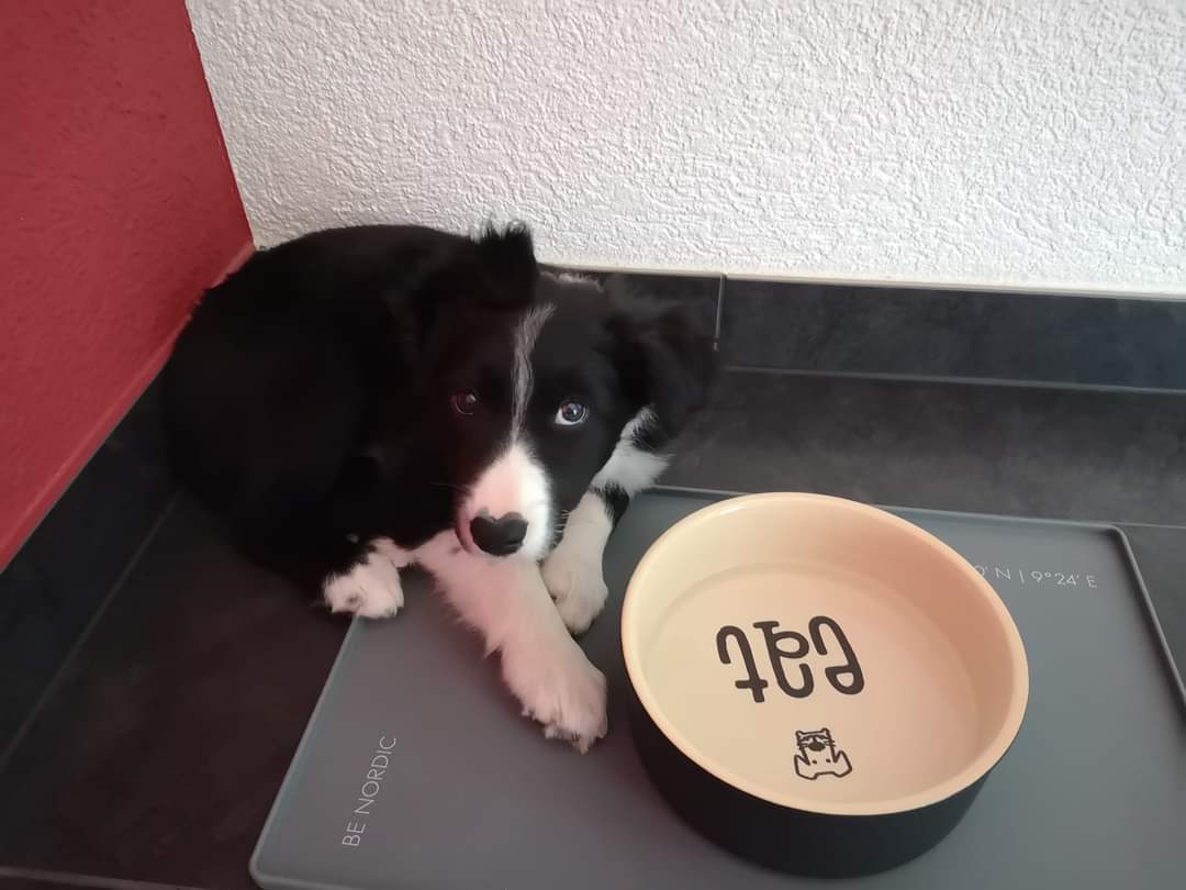 Vous venez d'adopter un chiot ou un chaton et vous aimeriez être guidé sur l'alimentation et les alternatives naturelles ? Cette séance est pour vous