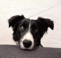 Contactez-moi pour le bien-être de votre animal Animal attendant la prise de rendez-vous pour son soin