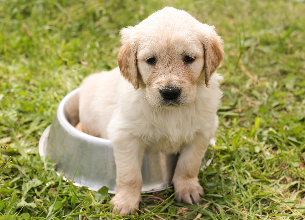 Chiot et sa gamelle l'importance d'un bon microbiote pour une bonne santé