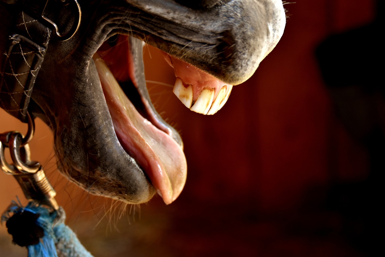 Contrôle des muqueuses animale, pourquoi est-ce important pour son bien-être ? Lors du contrôle des muqueuses il est important de regarder les gencives et la langue qui peuvent contenir des indices sur la santé animale