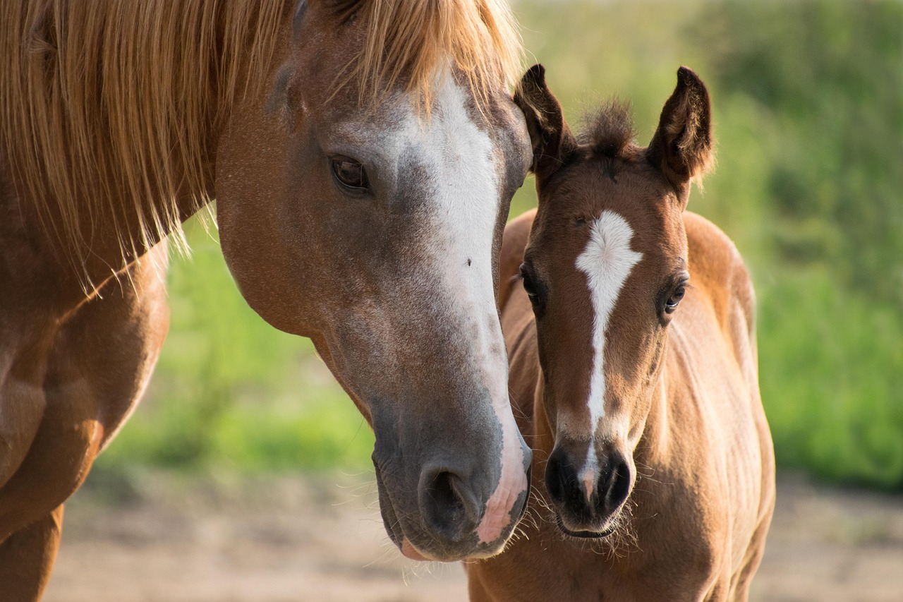 Retour client communication animale pour un animal aux urgences Communication animale pour un chat difficile a approché ayant été aux urgences, lien avec l'animal, rassurer l'animal