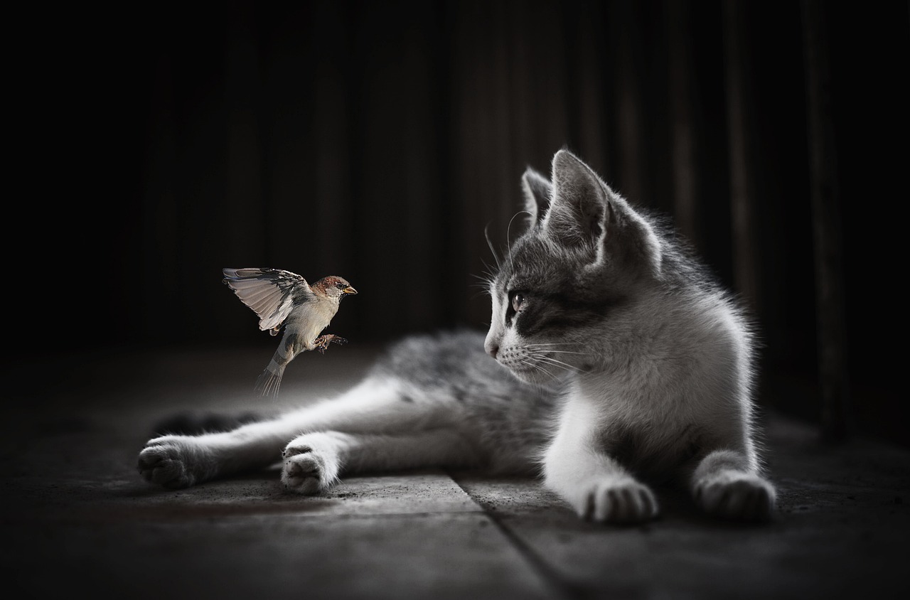 Alimentation pour chats, un conseil sur mesure pour votre poilu