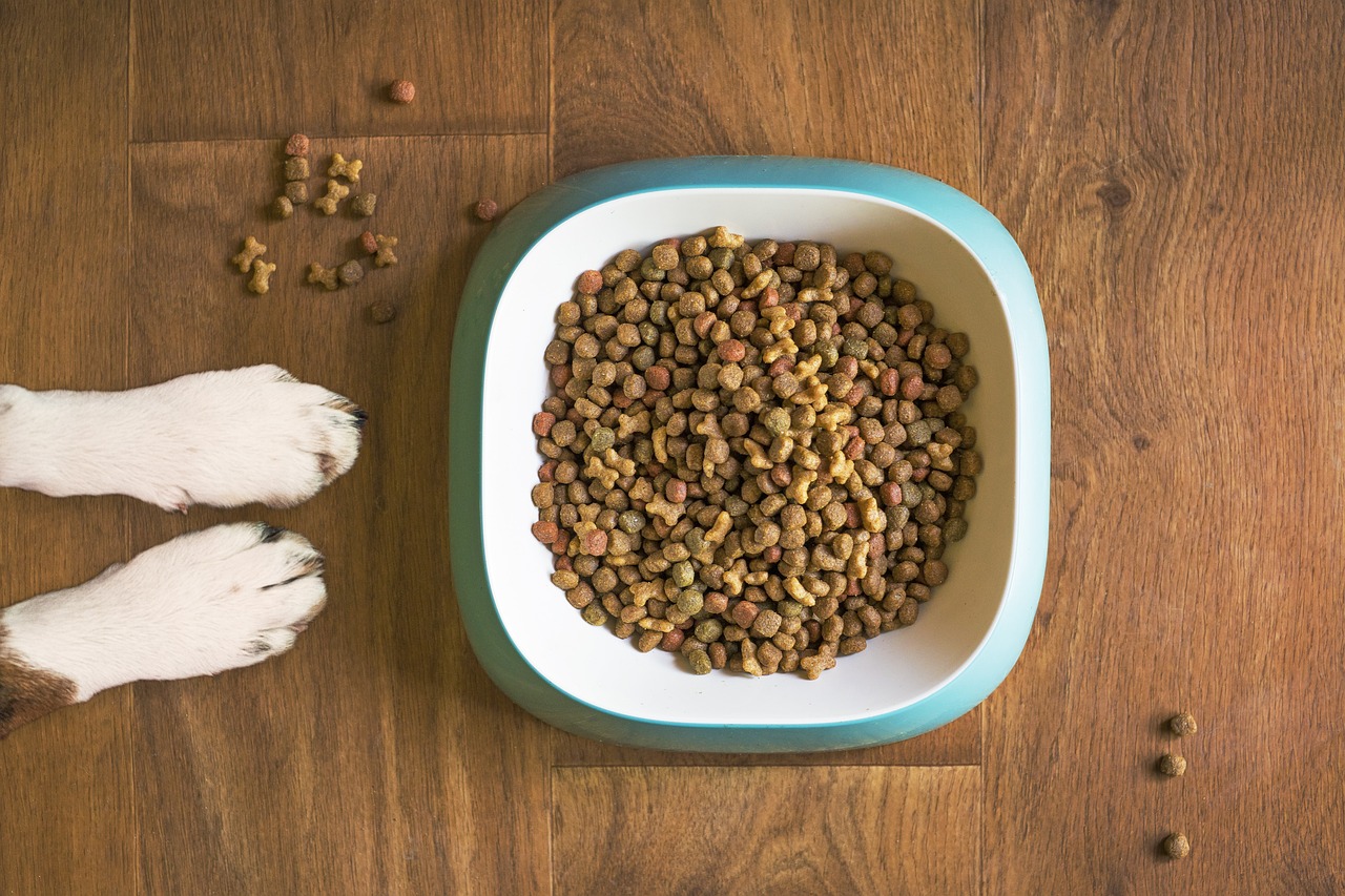 Quand changer son alimentation ? Changer l'alimentation de son animal pour réguler les troubles digestifs peut-être primordial