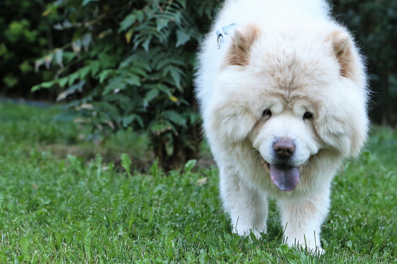 Comment faire si mon animal est une race avec les muqueuses foncées ? Pour les races avec les muqueuses foncées, il est essentiel de trouver une zone rosée ou il faudra déterminer avec l'aide du vétérinaire des pathologies telles que l'anémie.