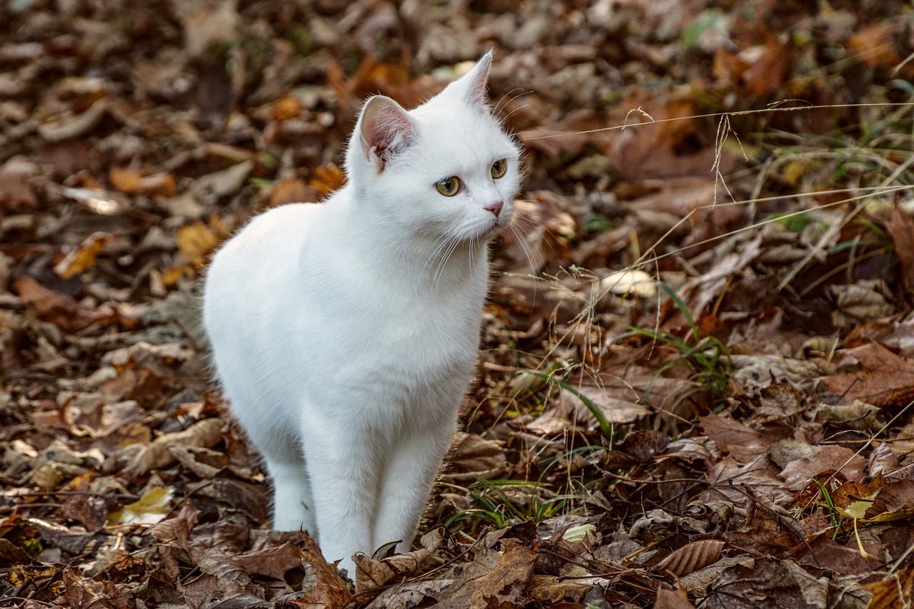 Placer le bac a litière de mon chat au bon endroit L'emplacement du bac a litière pour votre chat est primordial, retrouvez des astuces pour avoir du succès dans les besoins de votre animal