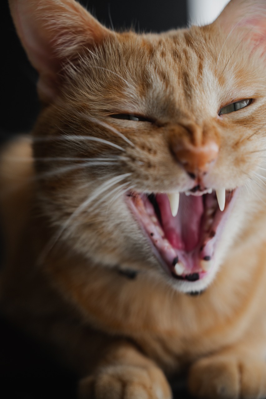 Mon animal ne se laisse pas toucher, comment puis-je faire ? Profitez de chaque instant pour contrôler les muqueuses de votre animal