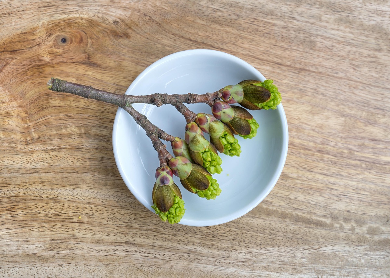 Gemmothérapie, les bienfaits des bourgeons pour nos animaux Utilisation des bourgeons pour le bien-être animal