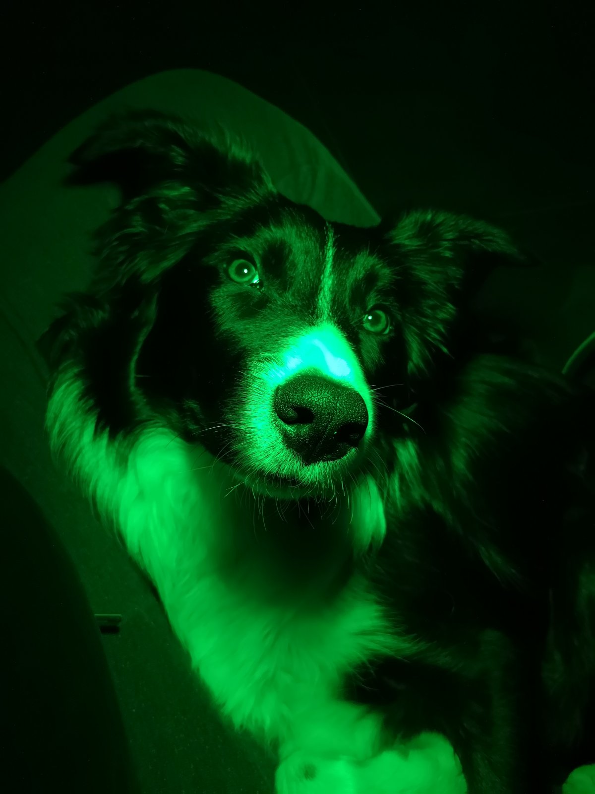 Offrez à votre animal un bien-être holistique avec une communication animale et un soin énergétique Lapin heureux suite à l'expression de ses émotions