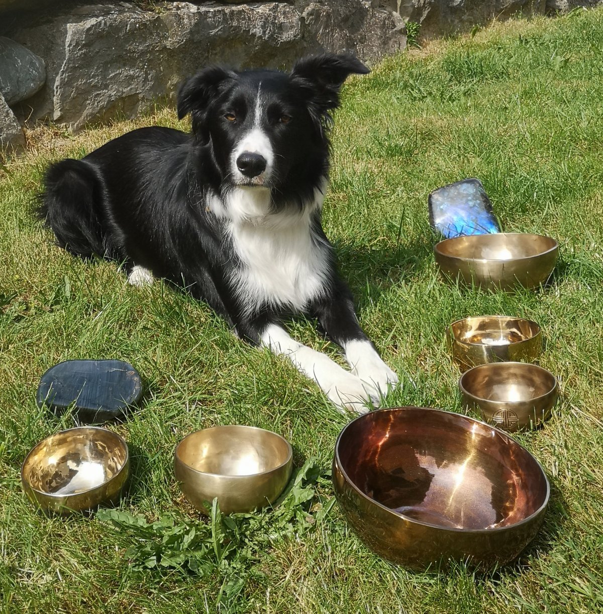 Un soin énergétique travaillera sur les émotions de votre animal, n'attendez-plus, offrez lui ce moment de bonheur Chien heureux suite à un soin énergétique avec les bols chantants et la force des pierres naturelles chez Synergie des âmes