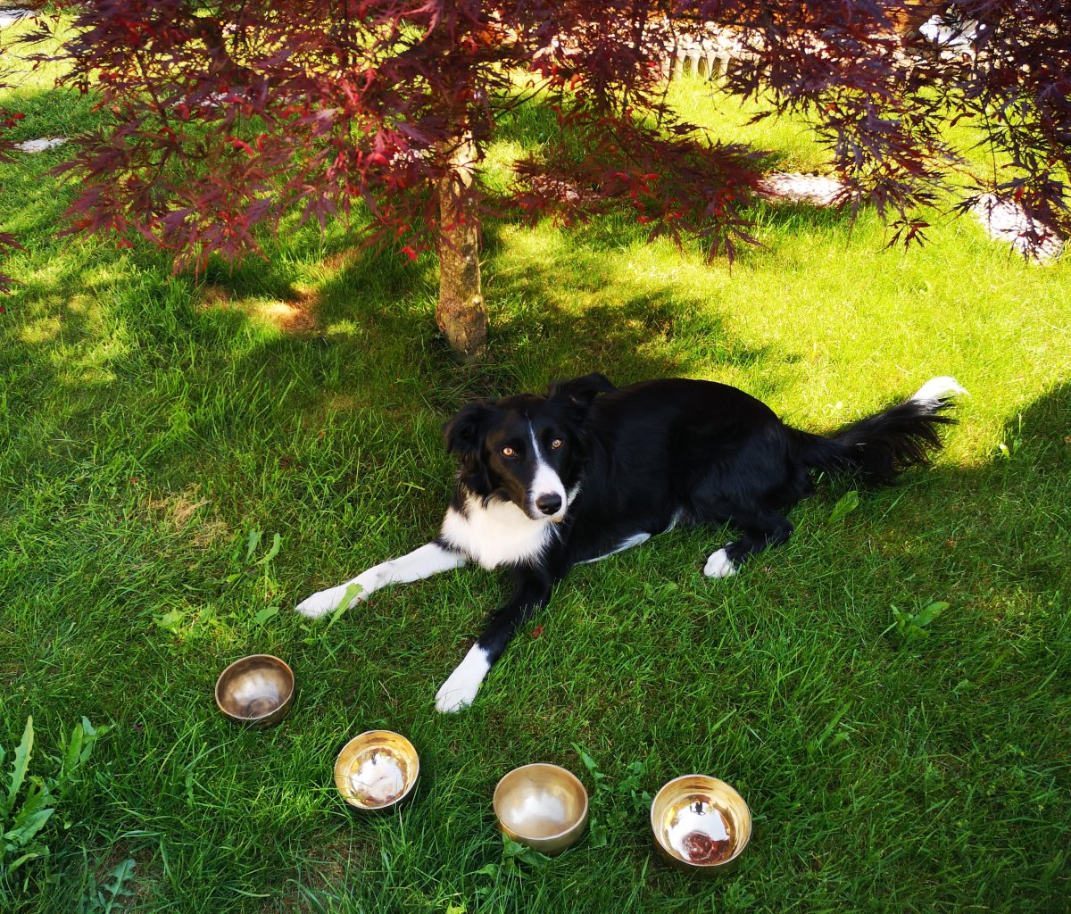 Les bienfaits d'un soin énergétique pour votre animal Chien heureux avec les bols chants, les soins énergétiques apportent une alternative holistique pour le bien-être animal (émotionnelle, mentale et physique)
