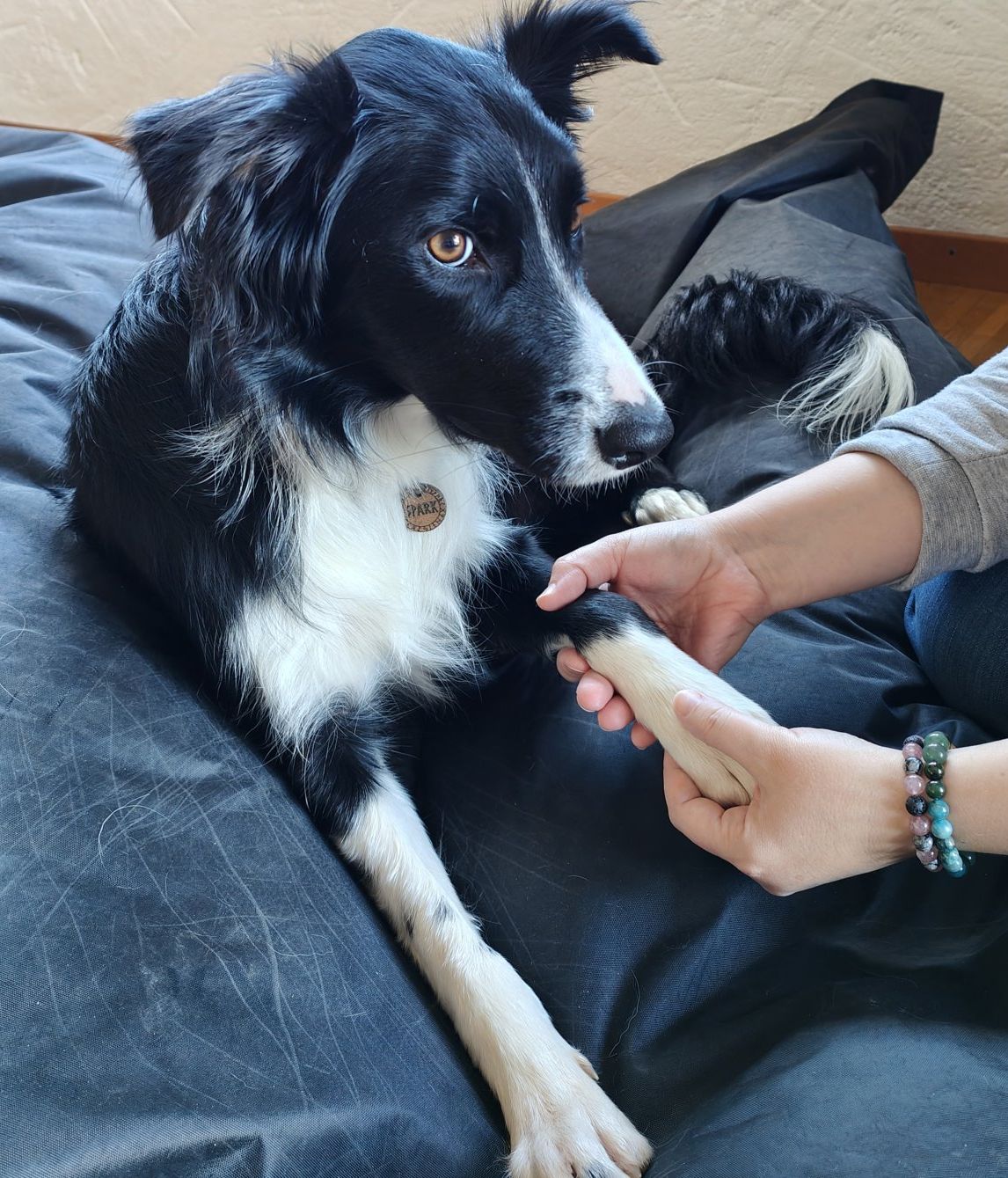 Massages animaliers Les bienfaits des massages c'est aussi pour nos animaux