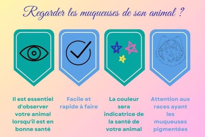 Les muqueuses de mon animal Le regarde sur les muqueuses de votre animal est un indice simple pour son bien-être