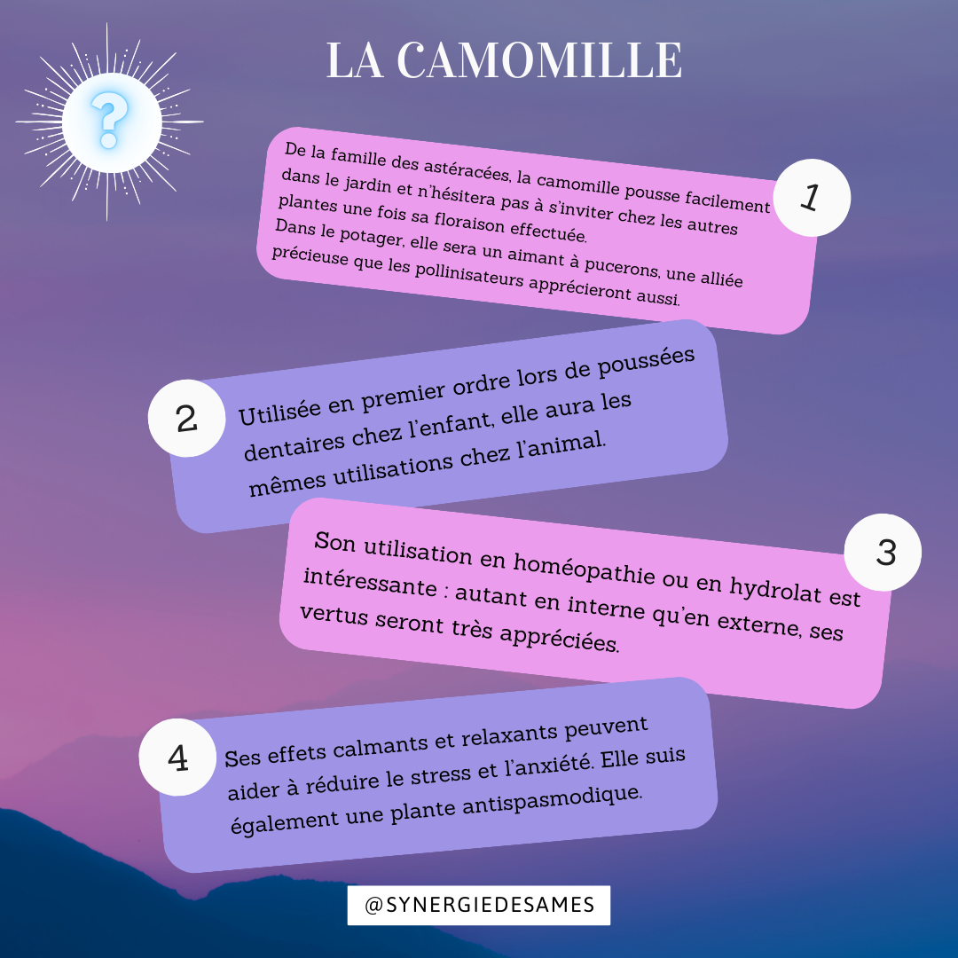 Qui est la camomille ? Remède homéopathique ou en hydrolats aux vertus bienfaisantes pour les animaux