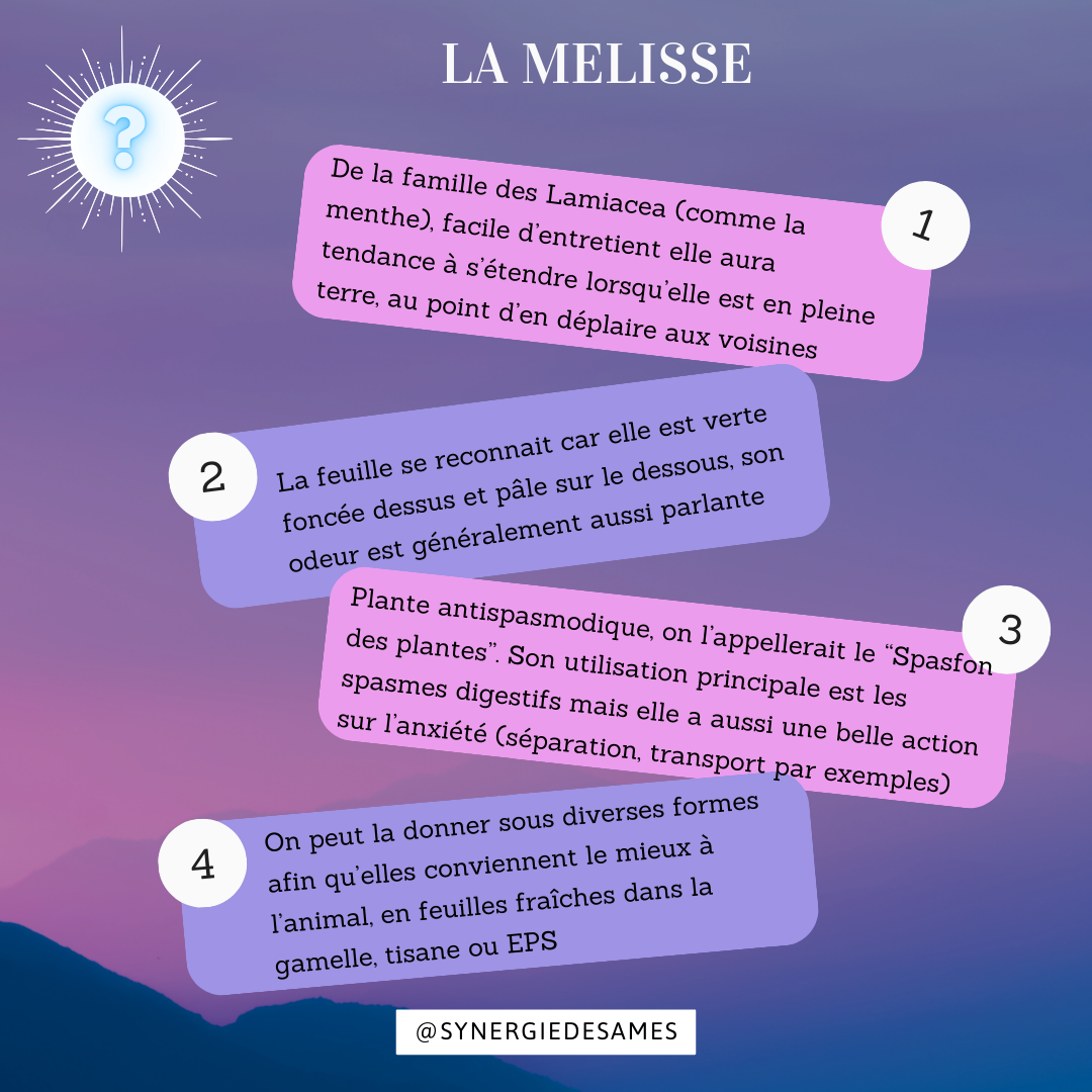 Qui est la mélisse Excellente plante pour votre animal lors de troubles gastriques