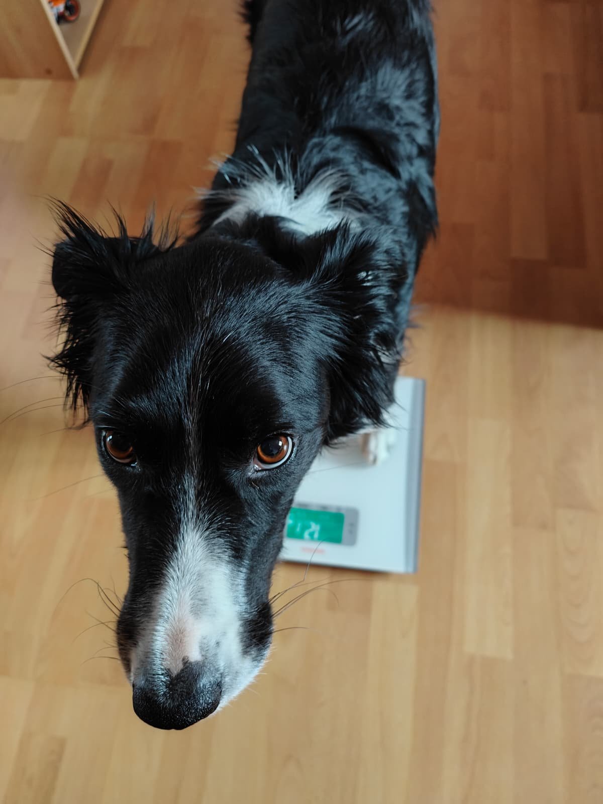 Le poids est important pour le suivit de santé de votre chien ou chat