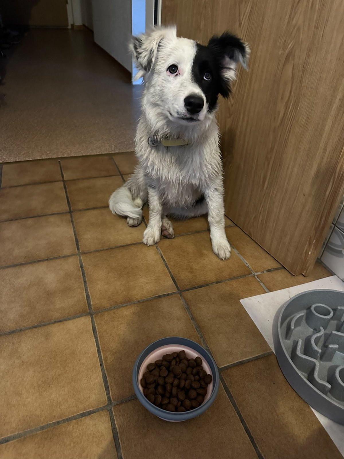 La gamelle du chiot Chiot avec une ration adaptée