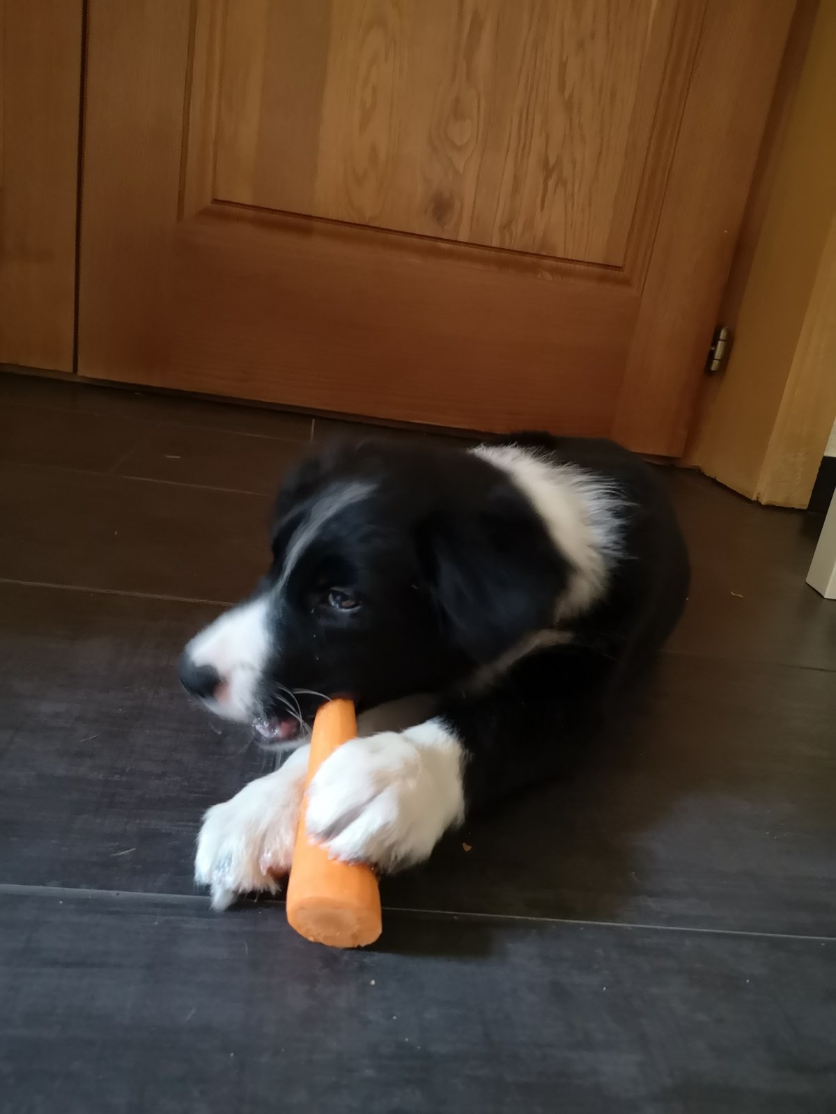 Les récompenses du chiot Chiot avec une carotte comme friandise saine et bonne pour les dents
