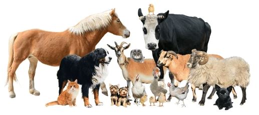 Chiens, chats, chevaux et animaux d’élevage pouvant être concernés par un accompagnement naturel