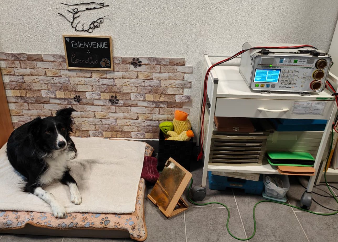 Venez échanger sur l'immunité et la biorésonance pour vos animaux