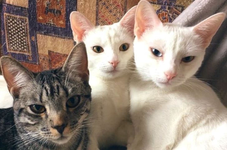 Chats heureux suite à un soin animal Chats appréciant les soins pour animaux
